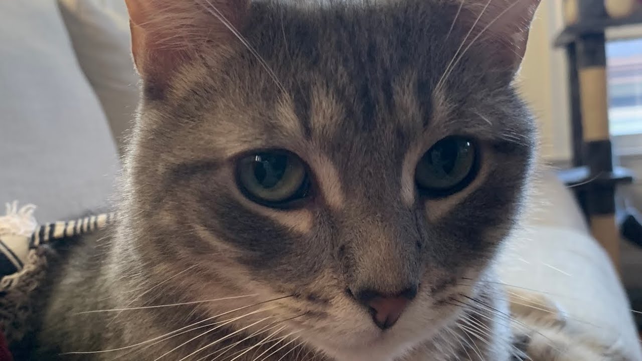 BAJI IS LIVE TO WISH YOU GOODNIGHT 🌙😘 #catlovers #cutekitty #catvideos #studywithmeandmycat