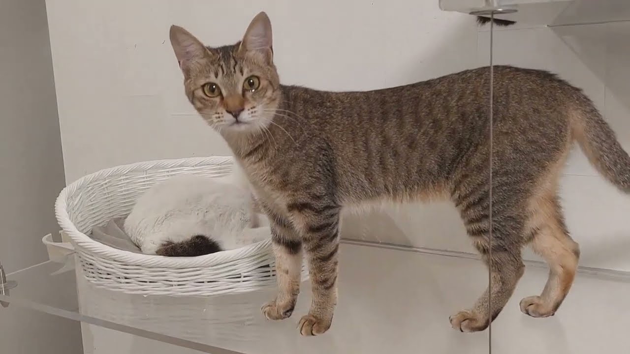 保護猫カフェBelle Anseさんからご支援のお願い