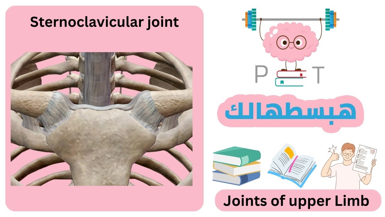 sternoclavicular joint #upper_limb_هبسطهالك