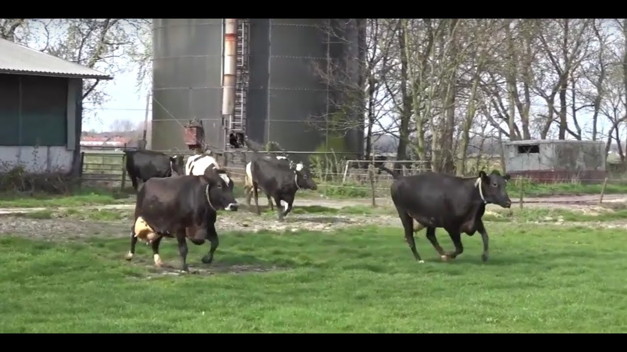 Koeien de wei in bij melkveehouderij Terra in Uitgeest