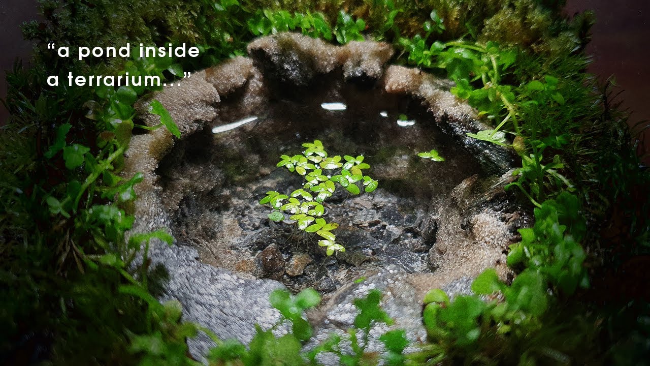 A pond inside a terrarium