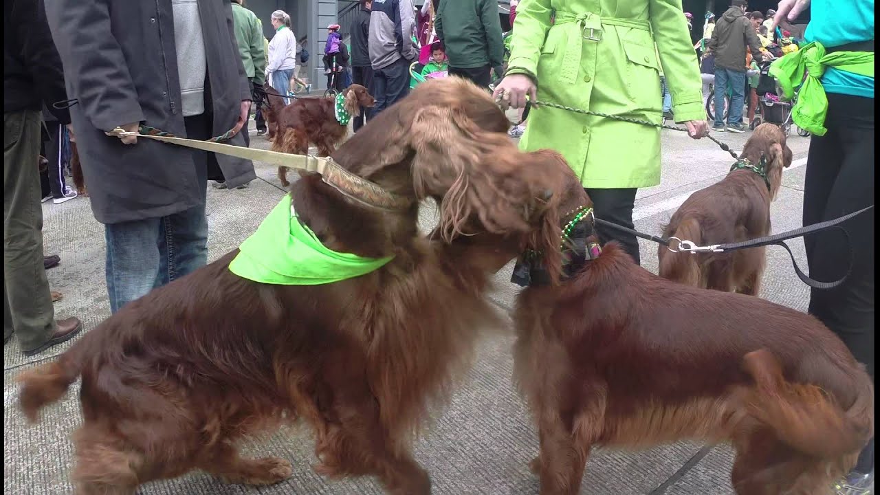 Irish Setters in the St. Patricks Parade, 2014