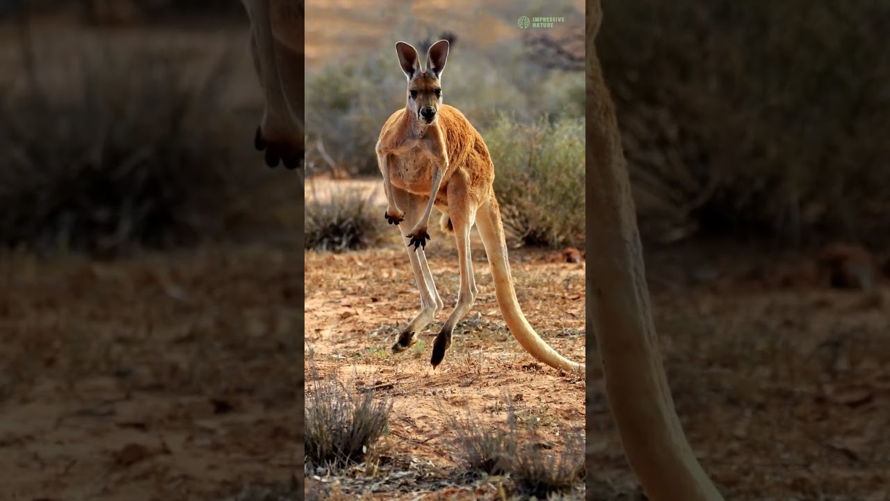 Top 5 Highest Jumping Animals