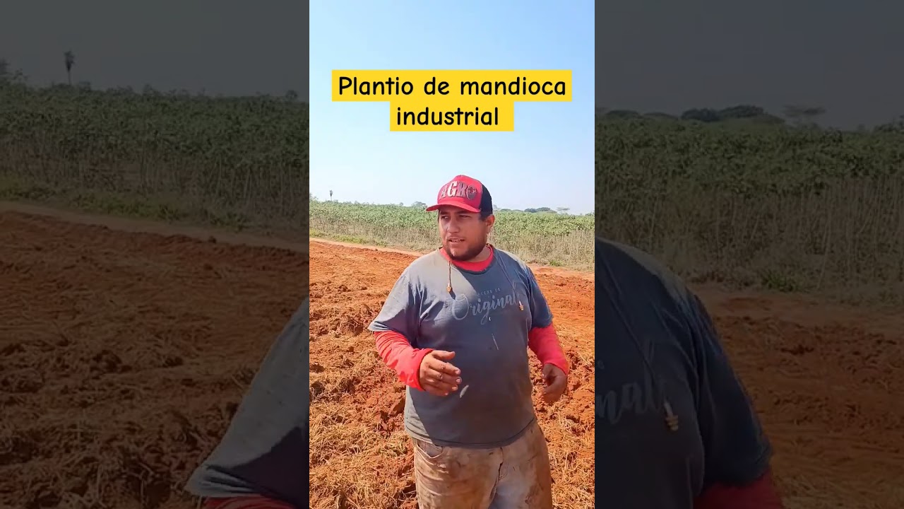 Como preparar o solo pra plantar mandioca #agro #agronomia #mandioca #plantio