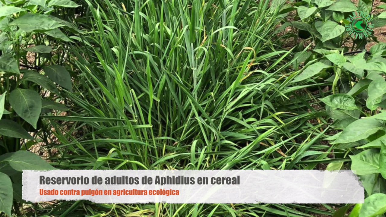 Reservorio de Aphidius en cereal contra pulgón