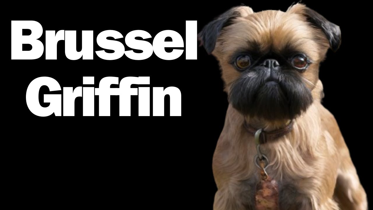 All about the Brussels Griffon? | What you need to know!