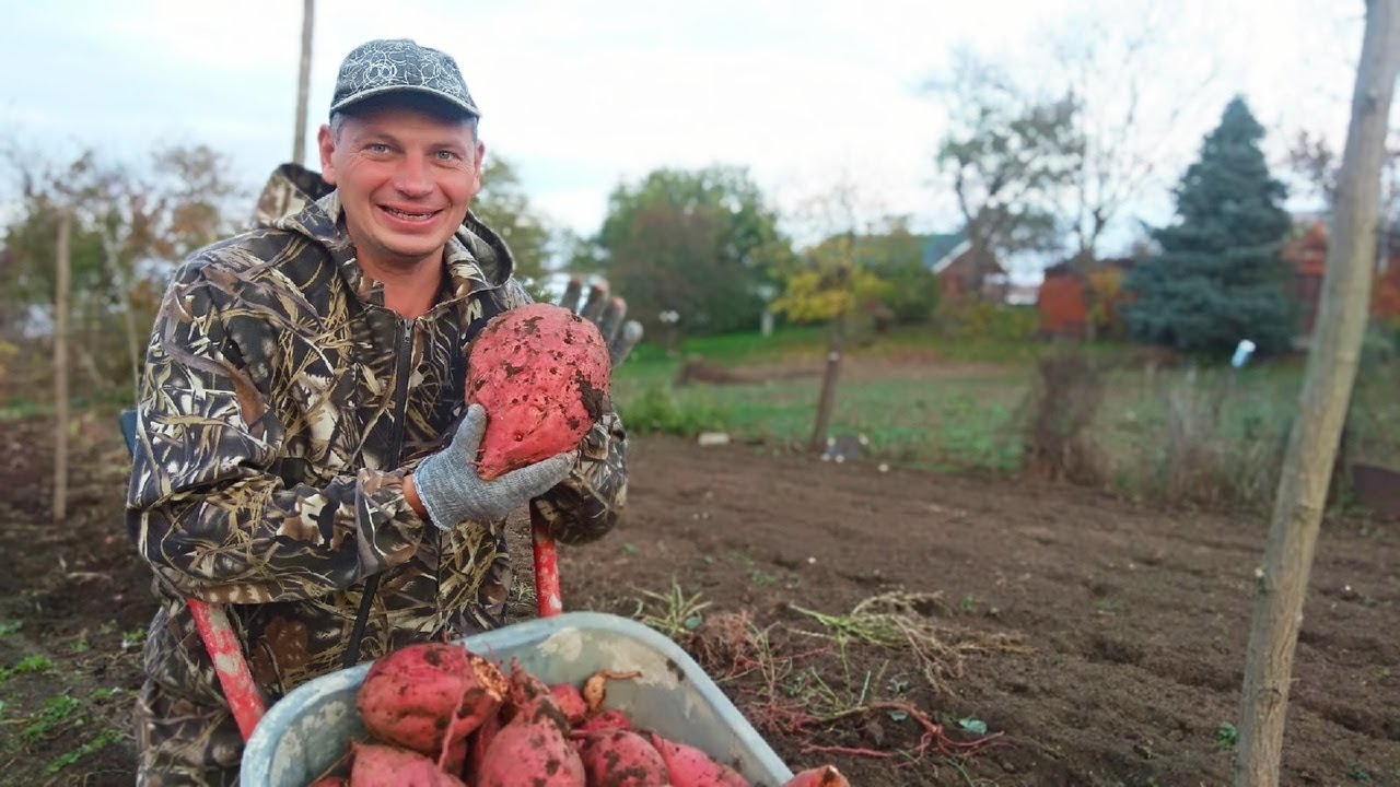 Чудо овощ батат