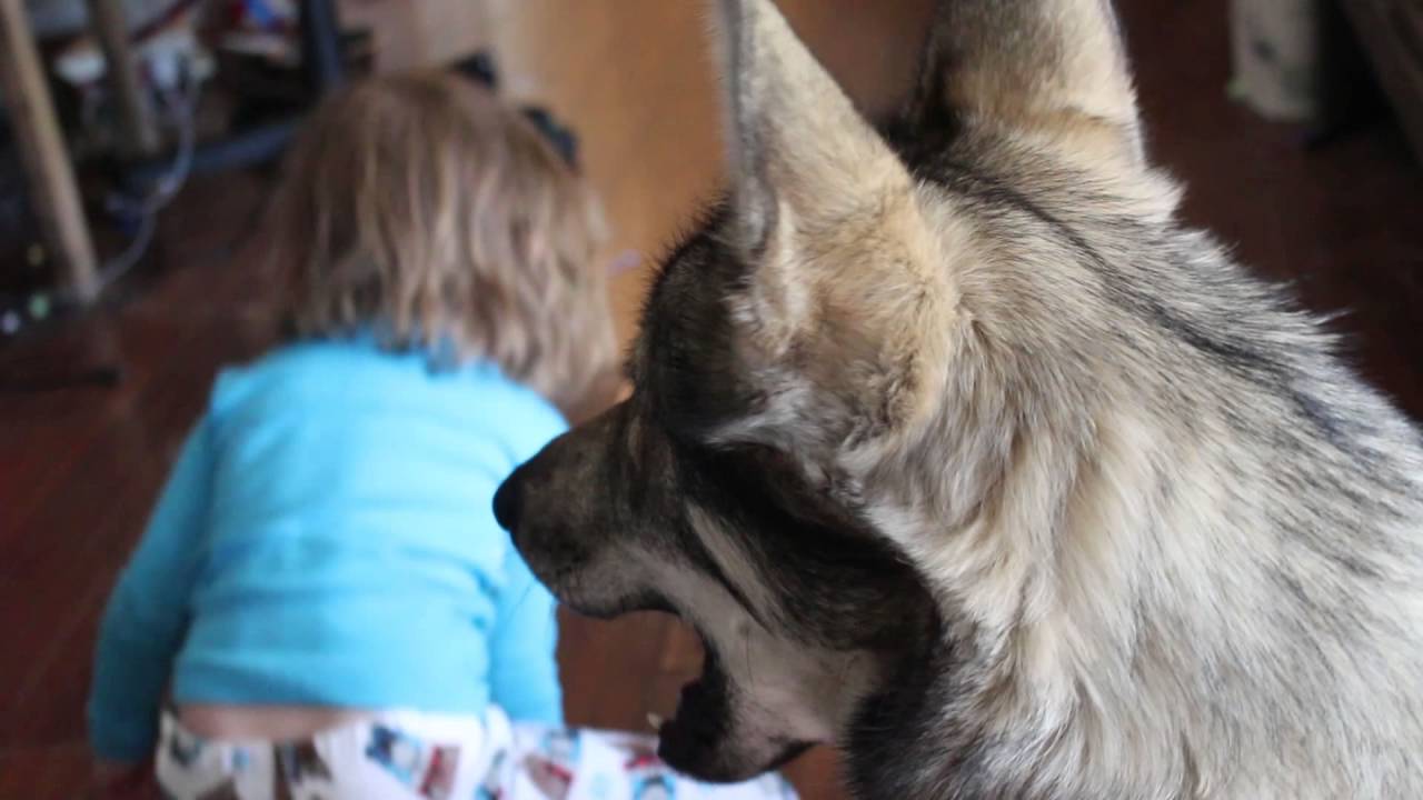 Tamaskan dog howling