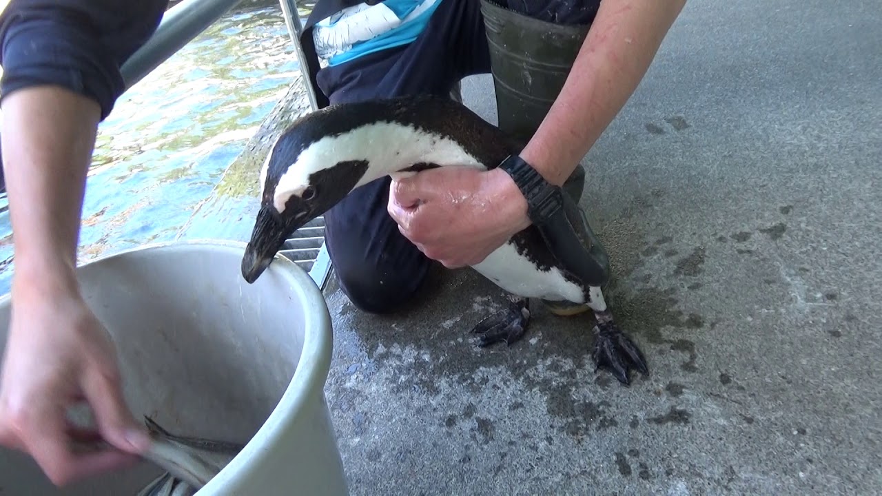 【掛川花鳥園公式】ケープペンギンにとって魚は飲み物