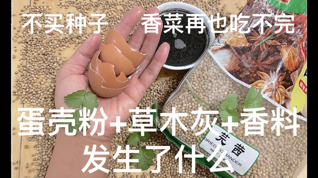 不买种子 ｜如何种香菜40天爆盆  蛋壳粉+草木灰+香料发生了什么？！