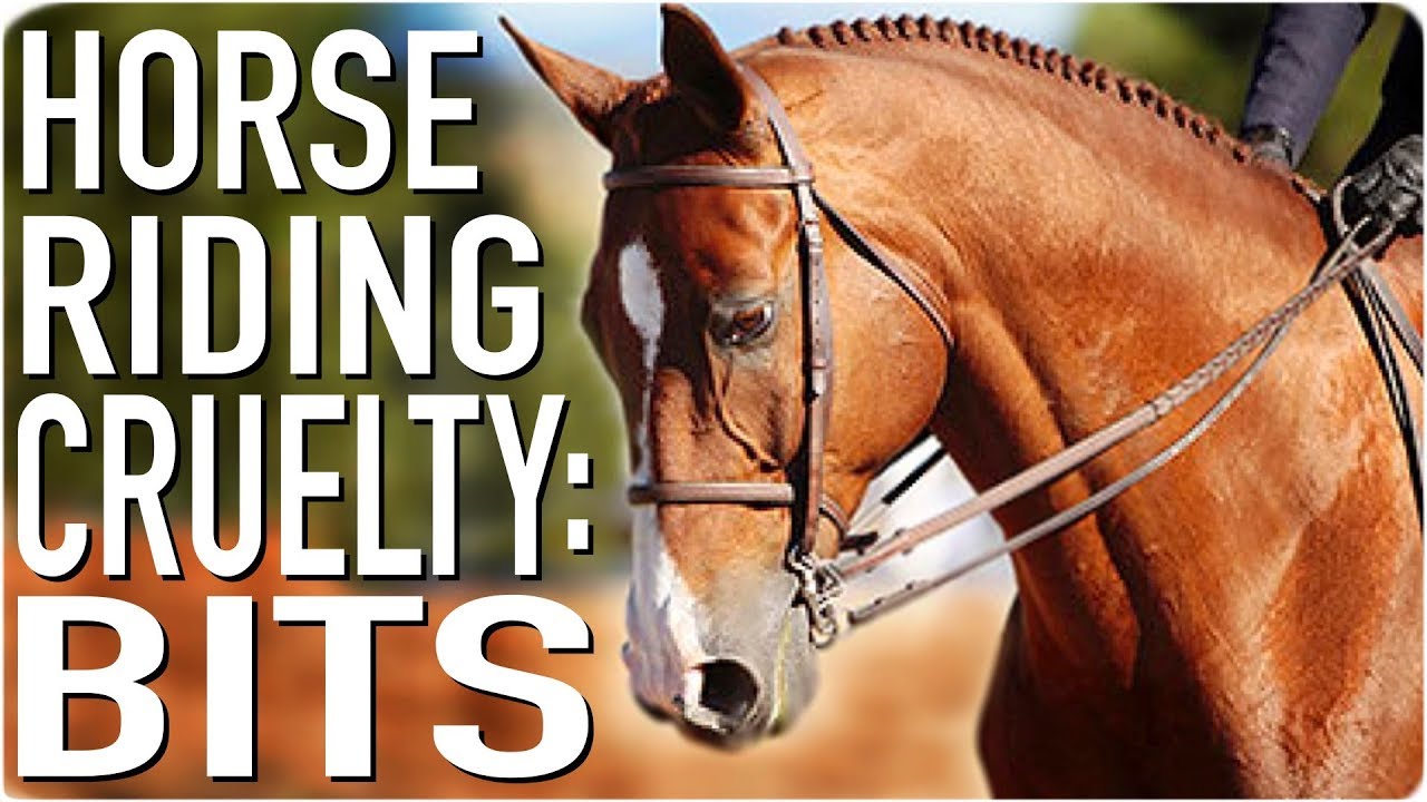 Horse Riding Cruelty: Effects of the Bit