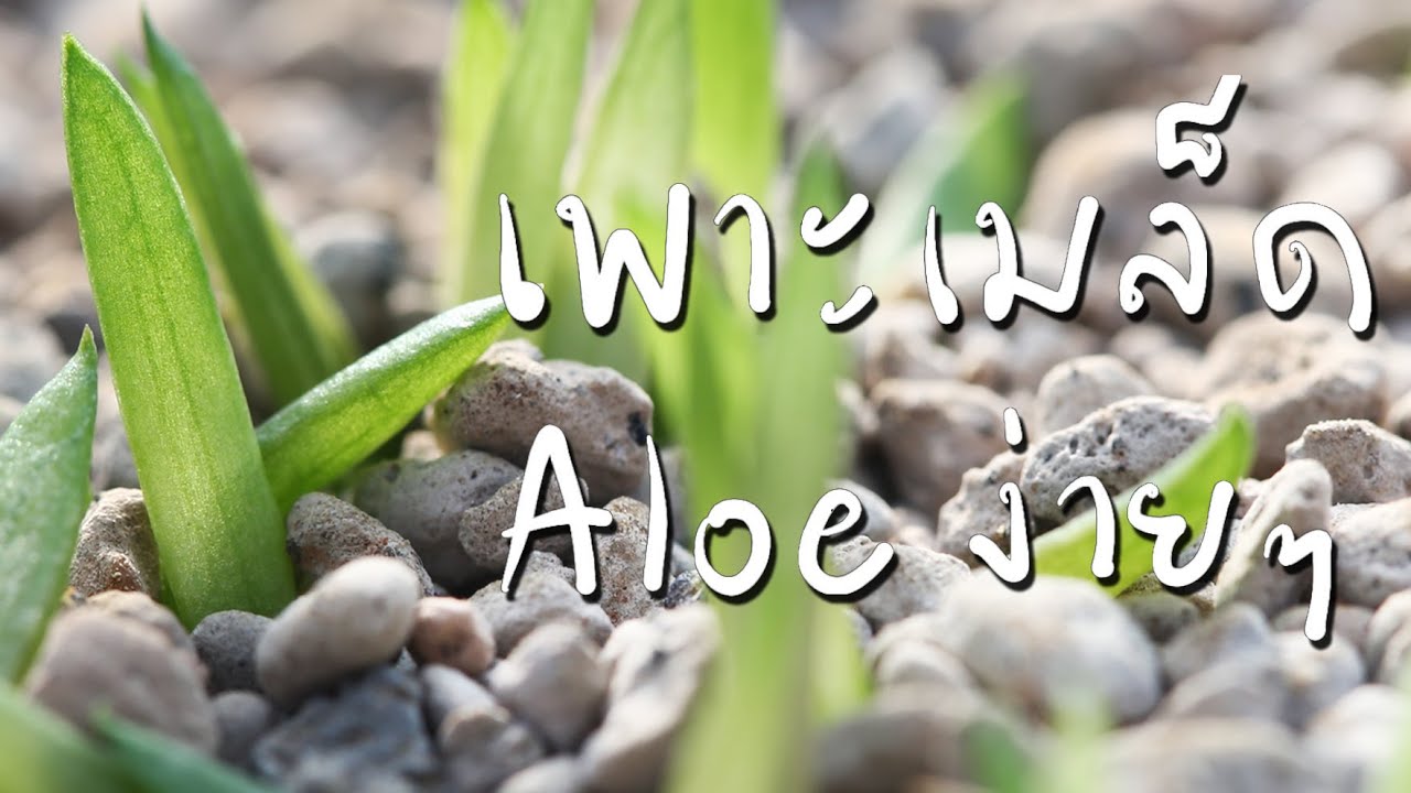 เพาะเมล็ด Aloe Hybrid กันค่ะ ง่ายๆ | Cactus Journey EP.70