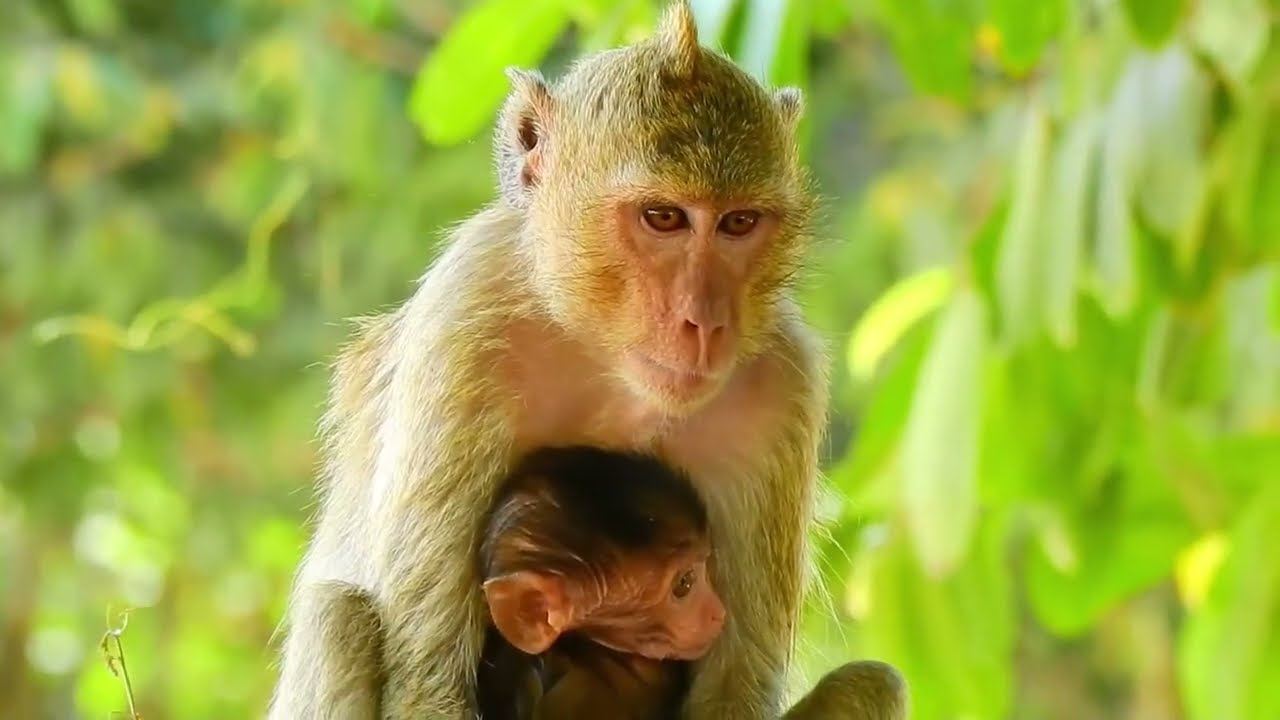 🔴 LIVE | This Baby Monkey Will Steal Your Heart 💖