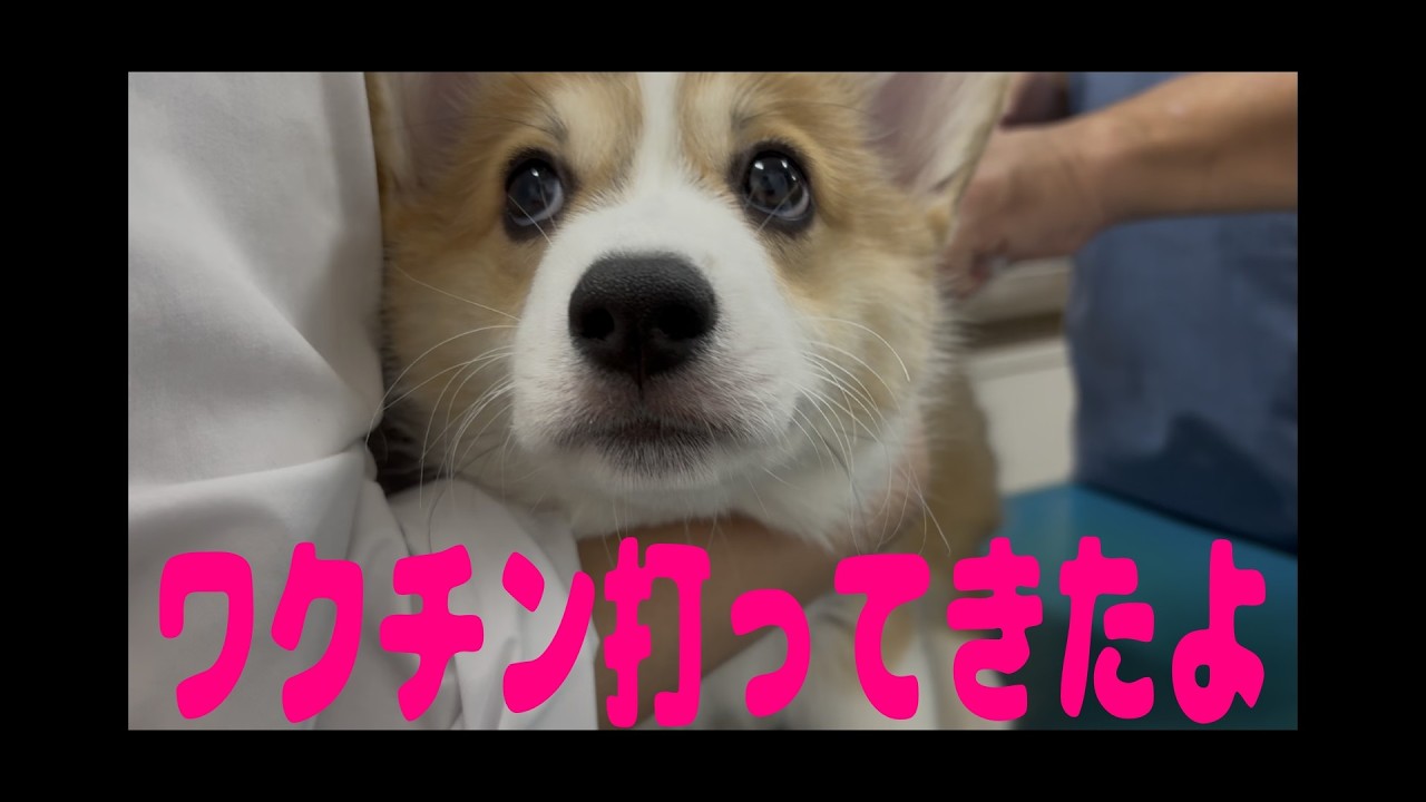 【大阪での生活】ワクチン接種をしてきました