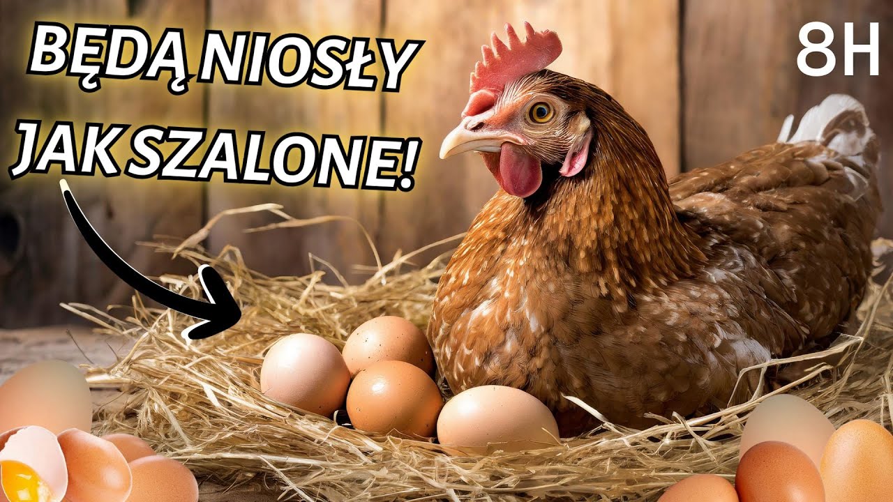 Как увеличить яйценосность кур 2024 🐓🐔🔥