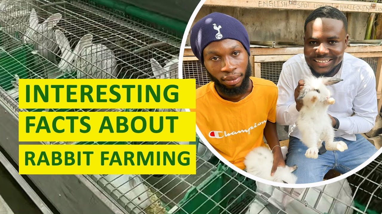 The Truth About Starting a rabbit farm with low capital Will Shock You..I make $$$ with my smal farm