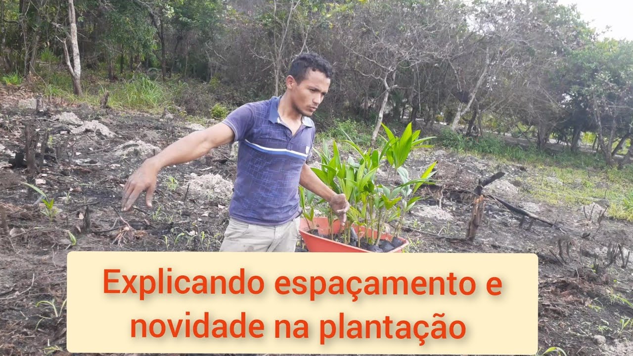COMO PLANTAR AÇAI . ESPAÇAMENTO 2x2x6, porque? )