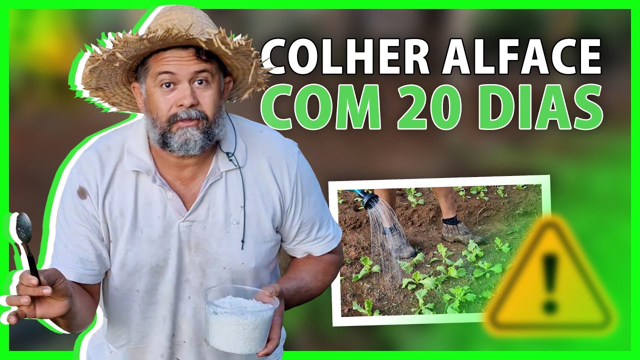 Como colher ALFACE MAIS RÁPIDO