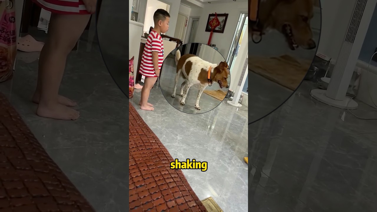 Punished Kid + Nervous Dog =Pure Comedy Gold #funny #cute #shorts #reaction