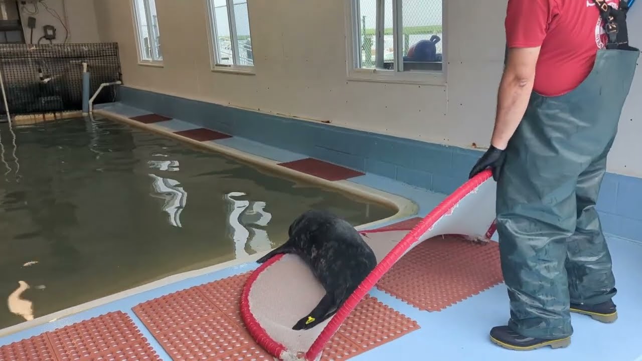 Three Grey Seals Move to the Rehabilitation Pool!