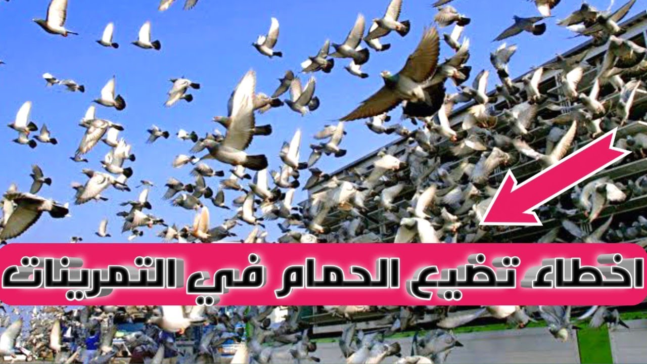 اسباب فقد وضياع الحمام الزاجل في التمرينات