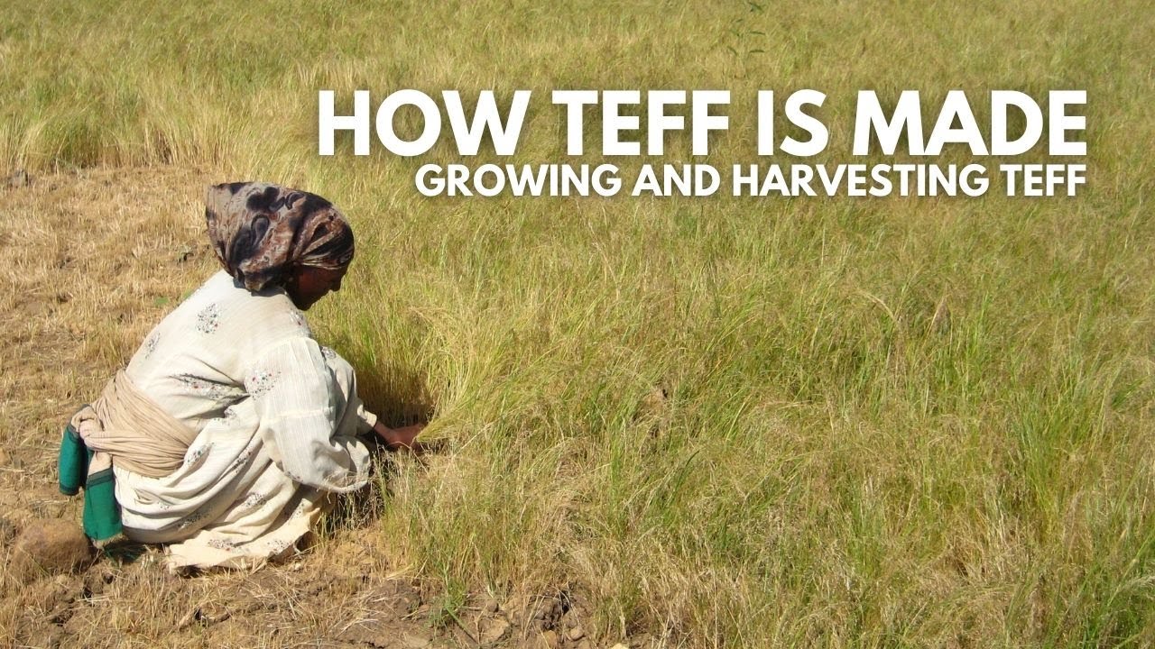 How Teff Is Made
