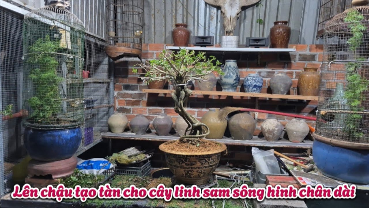 Thay chậu tạo tàn dù cho cây linh sam sông hinh chân dài || Châu ngọc vlog & bonsai 