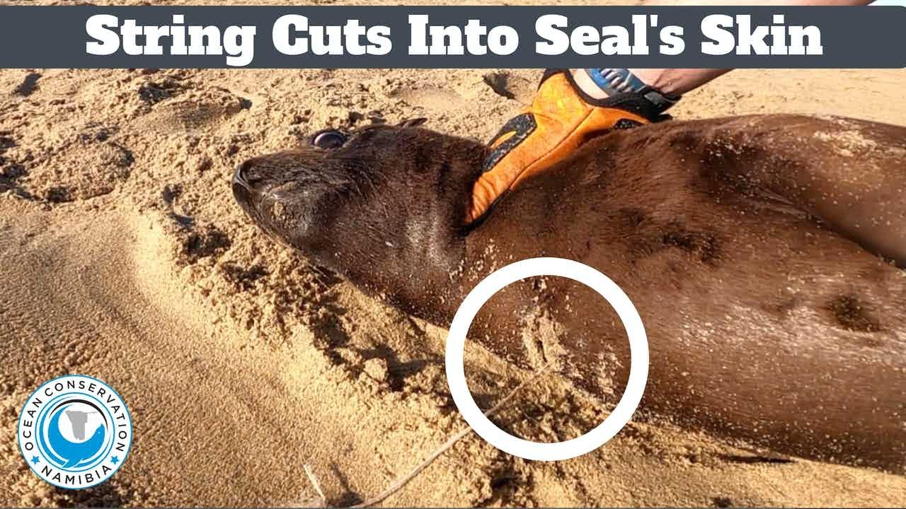 String Embedded in Seal's Skin