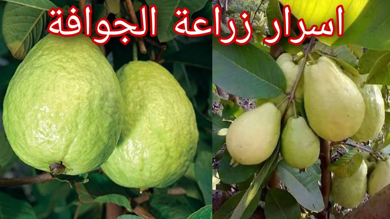 هل شاهدت طريقة زراعة الجوافة ؟ تعرف على اسرار نجاح زراعة  شجرة الجوافة