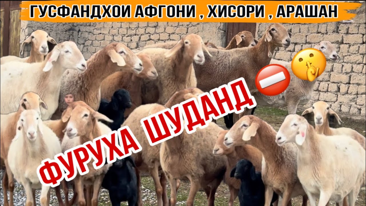 ГУСАНДҲОИ АФҒОНИ ҲИСОРИ АРАШАН 8 февраля 2026 г.