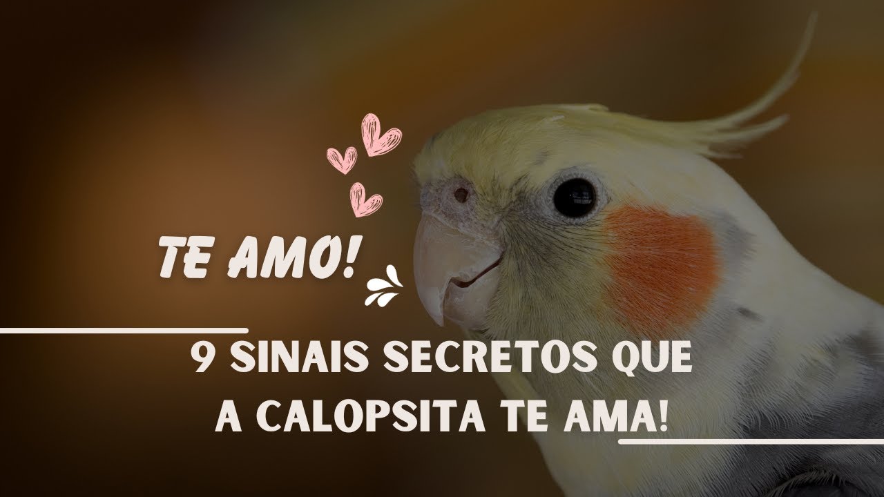 Como saber se a minha CALOPSITA me ama? 9 Sinais secretos pra você descobrir.