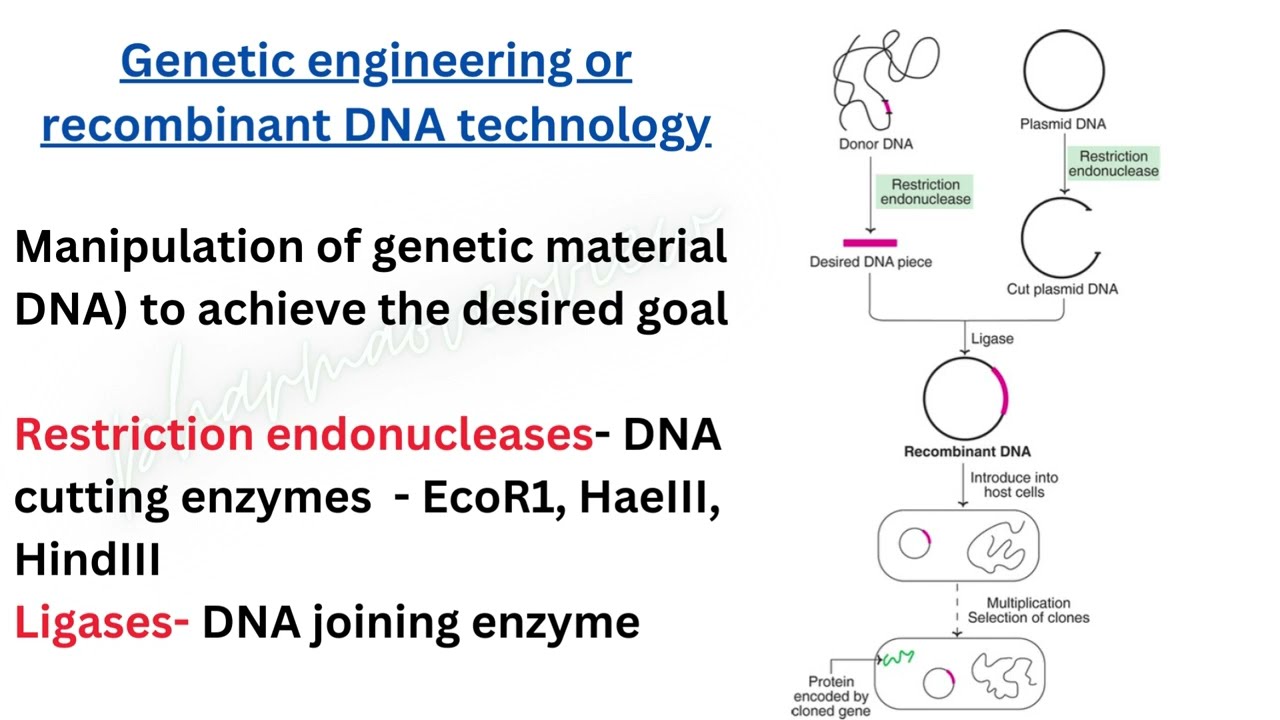 Genetic engineering, polymerase chain reaction, DNA replication & Hybridoma technology