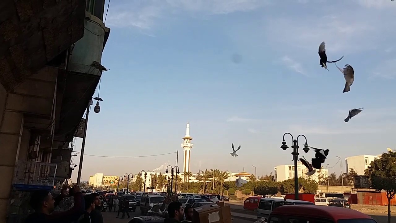 اجمد رمية حمام من العجمى غواه اسكندريه مع علي المنسي!!