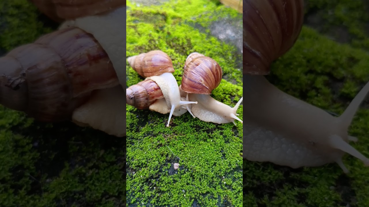 snail colony 