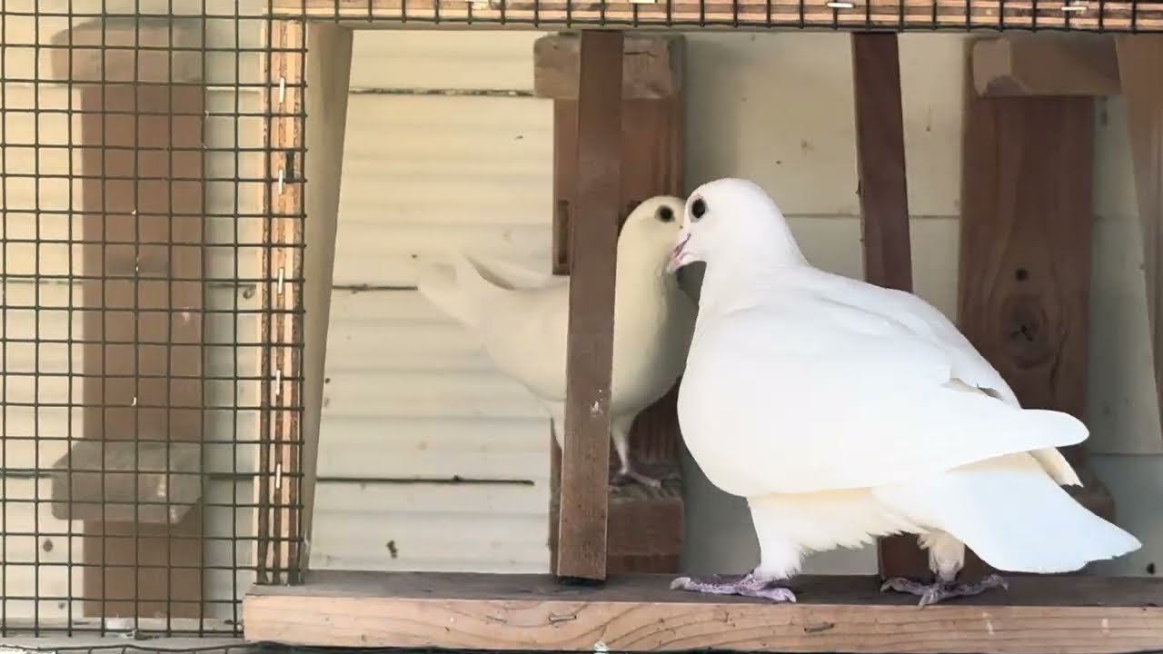 Flight test: White Homing Pigeons turned north just to be attacked by a hawk once home.