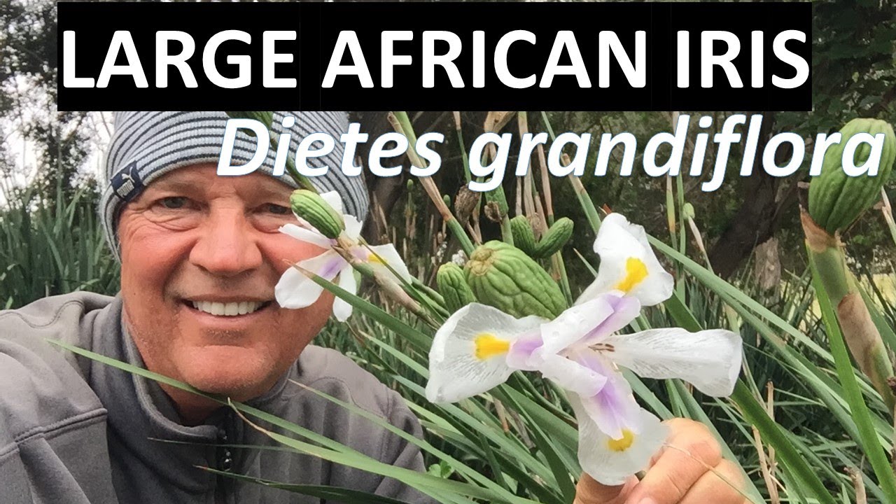Ирис африканский Dietes grandiflora — об этом растении, советы по выращиванию и уходу в саду