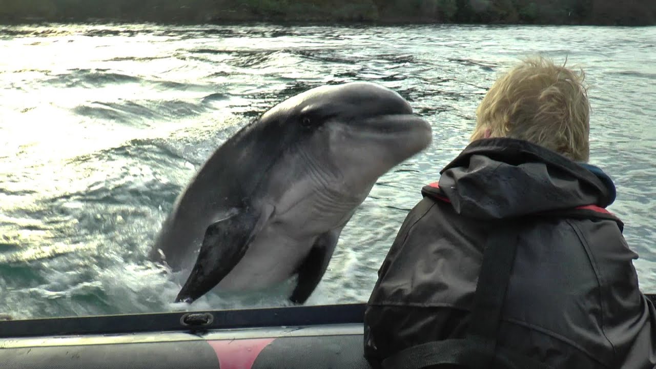 FUNGIE/FUNGI THE DINGLE DOLPHIN-JUNE 2014