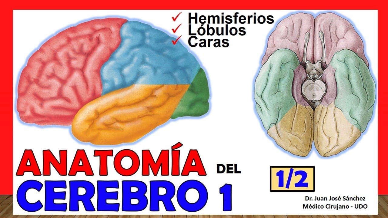 🥇 ANATOMÍA DEL CEREBRO 1/2. (Telencéfalo). ¡Explicación Sencilla!