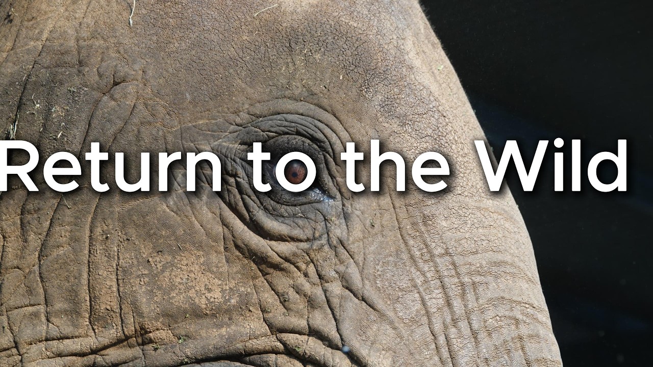 Return to the Wild 🐘💚