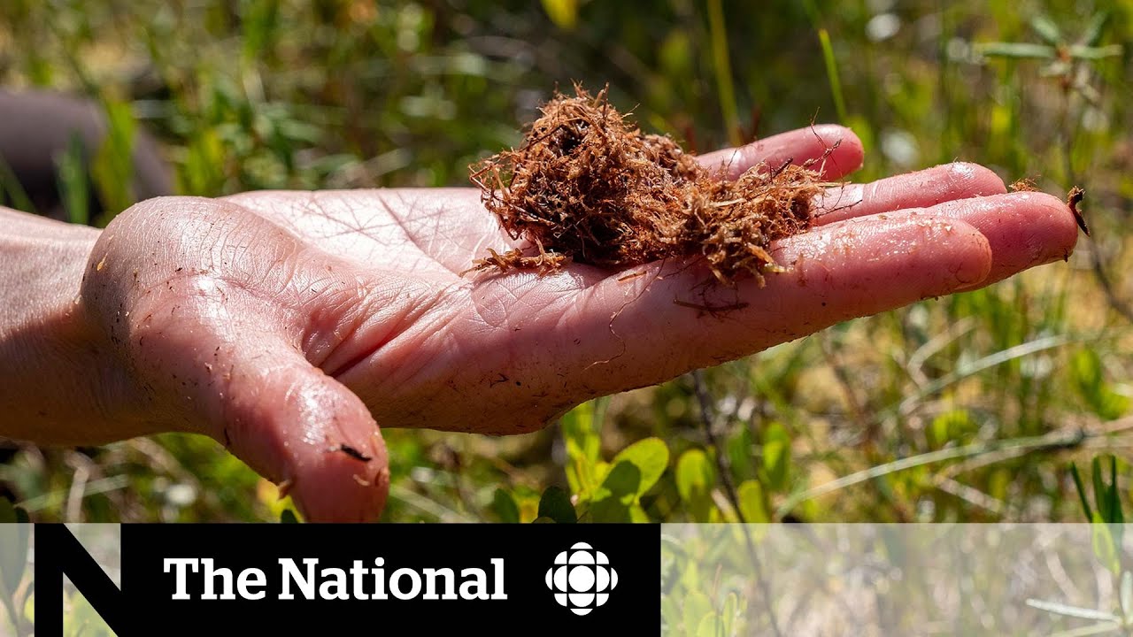 Northern Sask. community fights to protect muskeg from peat harvesting