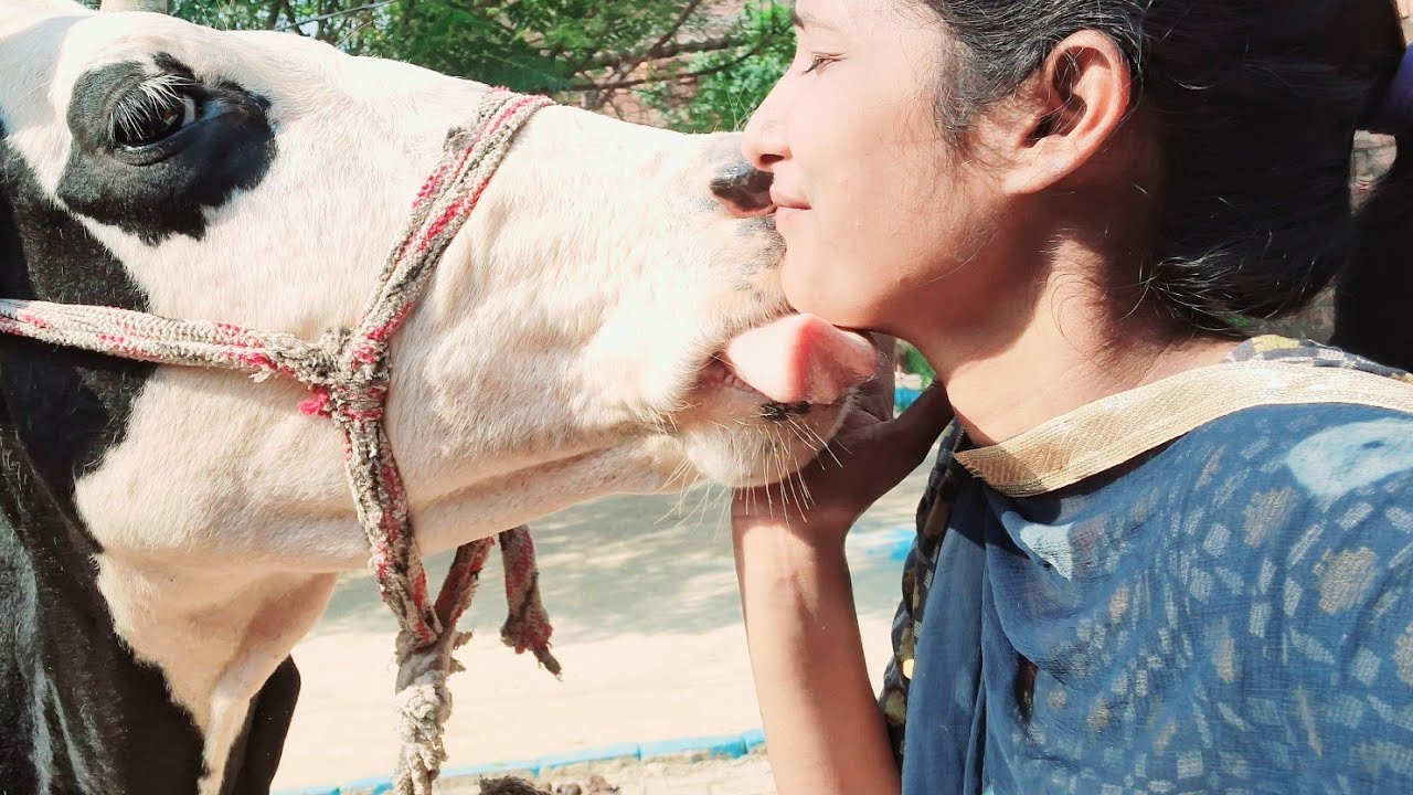 😱😱गौ माता मेरी पूज्यनीय है 😱😱🙏#gaya #cow#love #trending #funny #youtube #viralvideo #cows #love #yt