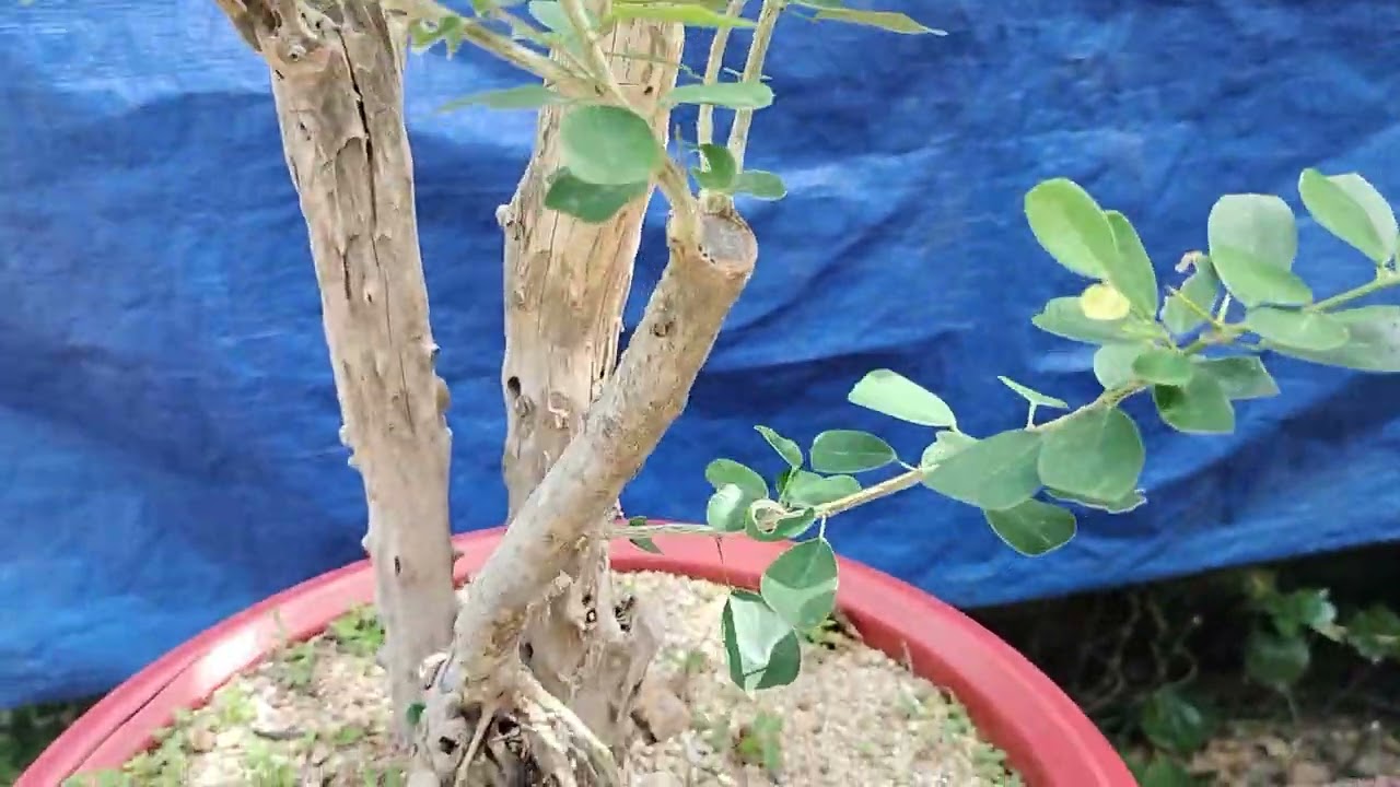 M355 phôi linh sam ninh Thuận lũa thép sống khỏe 300k lh 0784005295 khiêm