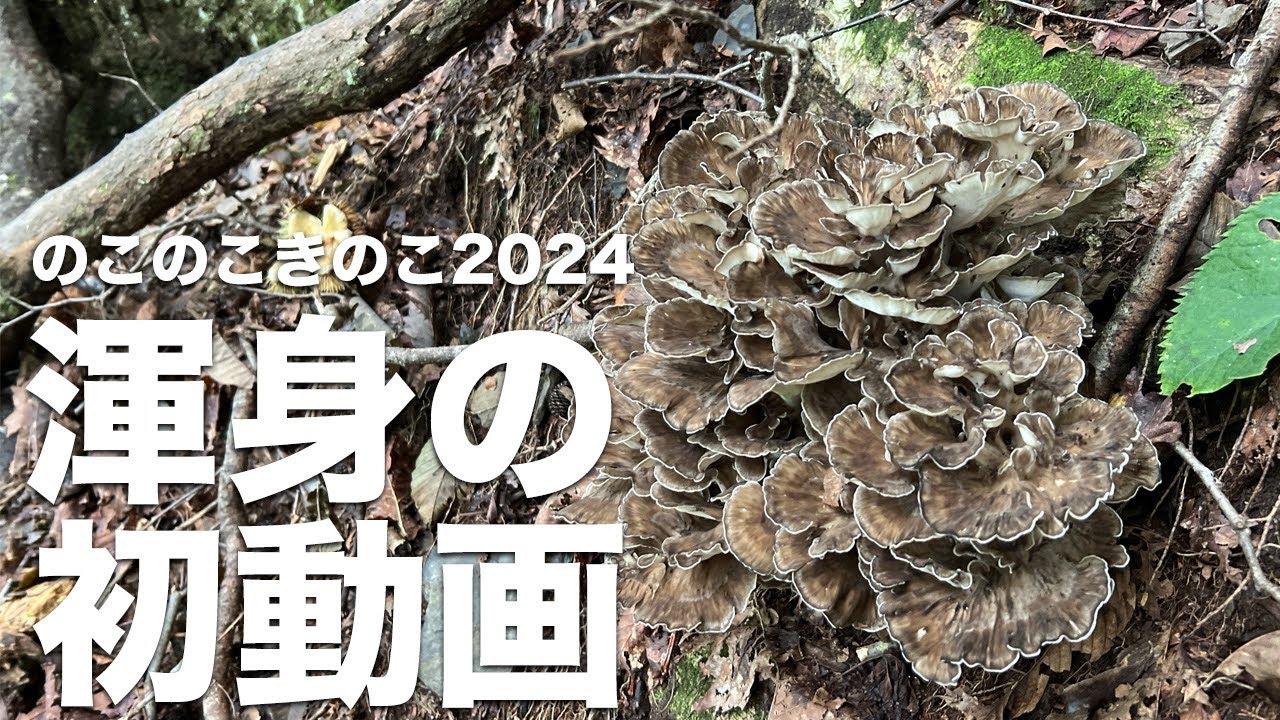 高級キノコを追って一泊二日のガチキノコ狩り。松茸、香茸、舞茸の行方はいかに？！