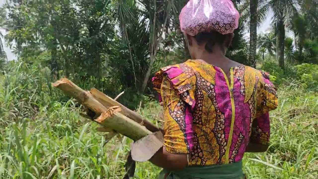 An African village woman fetching fire wood 