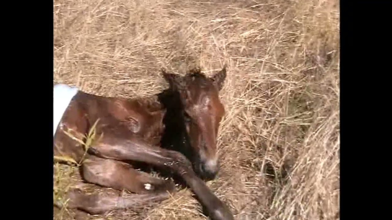 Birth of Max - Foal being born