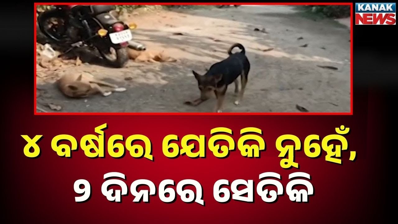 Berhampur: Stray Dog Sterilization Restarts; Record Count in Just 2 Days!