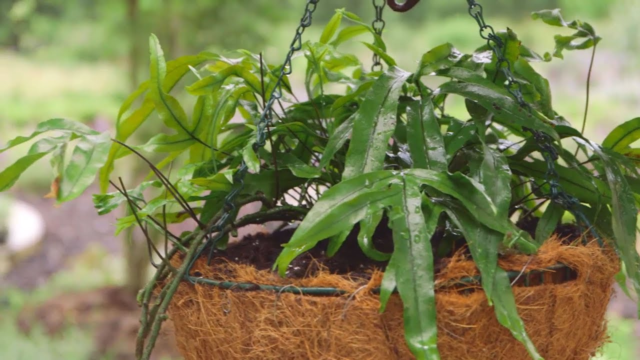 Plantación de helechos en cestos colgantes - Bricomanía - @Jardinatis