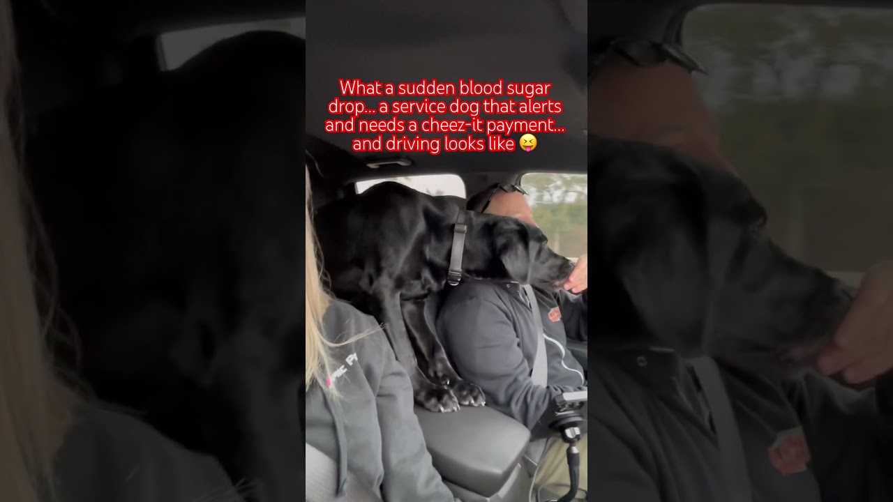 Coal the service dog alerted mid drive. Cheez-it payment was provided. Some things can’t wait. 