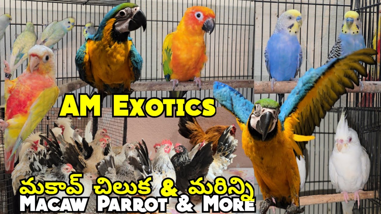 Exotic bird's collection available in Hyderabad at AM Exotic bird's & pet's | Fancy chicken in Hyd