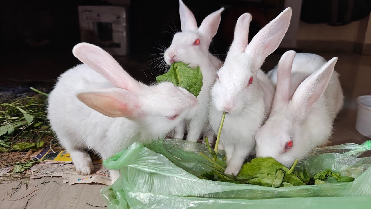 Radha Krishna Pets 🐇 | Cute Rabbit Shorts & Care Tips